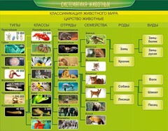 Стенд "Систематика животных" - fgospostavki.ru - Яблоновский