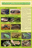 Стенд "Класс земноводные" - fgospostavki.ru - Яблоновский
