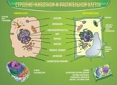 Стенд "Строение животной и растительной клеток" - fgospostavki.ru - Яблоновский