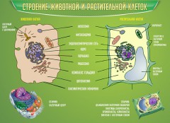  Биология - fgospostavki.ru - Яблоновский