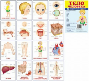 Раздаточные карточки "Тело человека" - fgospostavki.ru - Яблоновский