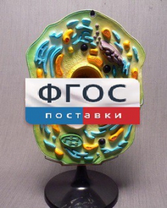 Модель "Клетка растения" - fgospostavki.ru - Яблоновский
