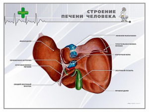 Стенд "Строение печени человека" - fgospostavki.ru - Яблоновский