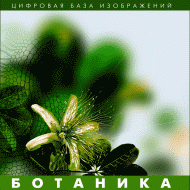 Ботаника. (Цифровая база изображений) - fgospostavki.ru - Яблоновский