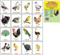 Раздаточные карточки "Птицы домашние и декоративные" - fgospostavki.ru - Яблоновский