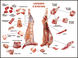 Таблица "Правила разделки мясных туш. Баранина и ягнятина" (100х140 сантиметров, винил) - fgospostavki.ru - Яблоновский