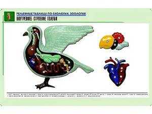 Рельефная таблица "Внутреннее строение голубя" (формат А1, матовое ламинирование) - fgospostavki.ru - Яблоновский
