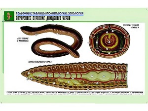 Рельефная таблица "Внутреннее строение дождевого червя" (формат А1, матовое ламинирование) - fgospostavki.ru - Яблоновский