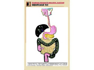 Рельефная таблица "Пищеварительный тракт" (формат А1, матовое ламинирование) - fgospostavki.ru - Яблоновский