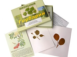 Гербарий "Систематика растений. Семейство Розоцветные" (раздаточный) - fgospostavki.ru - Яблоновский