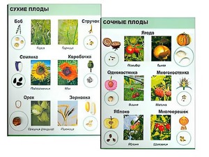 Коллекция "Семена и плоды" - fgospostavki.ru - Яблоновский