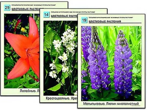 Гербарий фотографический "Основные группы растений" - fgospostavki.ru - Яблоновский