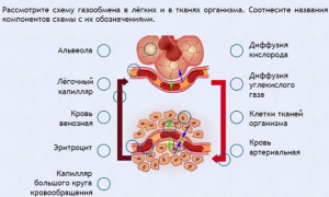 Интерактивные курсы. Биология 9 класс. Расширенный. - fgospostavki.ru - Яблоновский