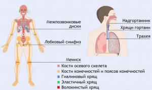 Интерактивные курсы. Биология 9 класс. Базовый. - fgospostavki.ru - Яблоновский