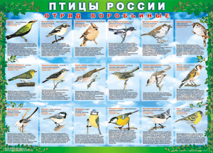 Комплект таблиц "Птицы России (4 листа)" (100х140 сантиметров, винил) - fgospostavki.ru - Яблоновский