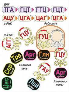 Модель-аппликация Биосинтез белка - fgospostavki.ru - Яблоновский