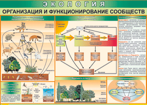 Таблица "Организация и функционирование сообществ" (100х140 сантиметров, винил) - fgospostavki.ru - Яблоновский
