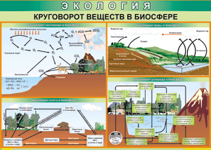 Таблица "Круговорот веществ в биосфере" (100х140 сантиметров, винил) - fgospostavki.ru - Яблоновский
