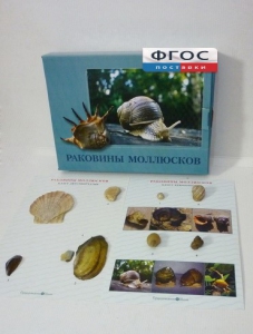 Коллекция "Раковины моллюсков" - fgospostavki.ru - Яблоновский