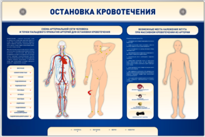 Электрифицированный стенд-тренажер "Остановка кровотечения" - fgospostavki.ru - Яблоновский