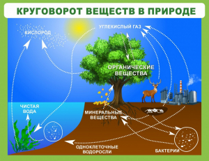Стенд "Круговорот веществ" - fgospostavki.ru - Яблоновский