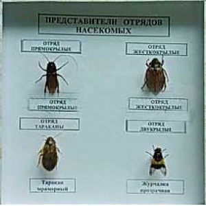 Коллекция энтомологическая "Представители отряда насекомых" - fgospostavki.ru - Яблоновский