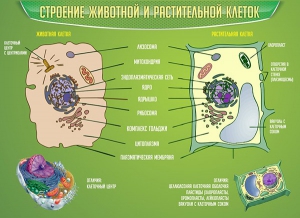Стенд "Строение животной и растительной клеток" - fgospostavki.ru - Яблоновский