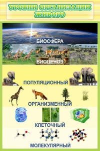 Стенд "Уровни организации живого" - fgospostavki.ru - Яблоновский