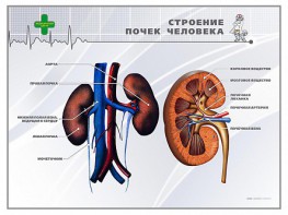 Стенд "Строение почки человека" - fgospostavki.ru - Яблоновский