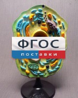Модель "Клетка растения" - fgospostavki.ru - Яблоновский