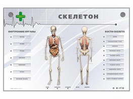 Электрифицированный стенд-тренажер "Скелетон" - fgospostavki.ru - Яблоновский