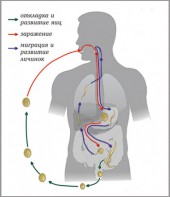 Модель-аппликация Цикл развития аскариды - fgospostavki.ru - Яблоновский