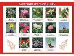 Таблица демонстрационная "Растения Красной книги" (винил 100*140) - fgospostavki.ru - Яблоновский