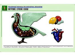 Рельефная таблица "Внутреннее строение голубя" (формат А1, матовое ламинирование) - fgospostavki.ru - Яблоновский