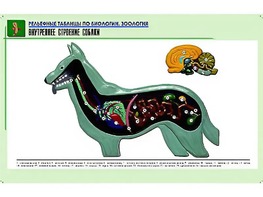 Рельефная таблица "Внутреннее строение собаки" (формат А1, матовое ламинирование) - fgospostavki.ru - Яблоновский