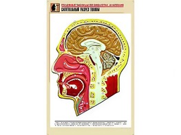 Рельефная таблица "Сагиттальный разрез головы" (формат А1, матовое ламинирование) - fgospostavki.ru - Яблоновский