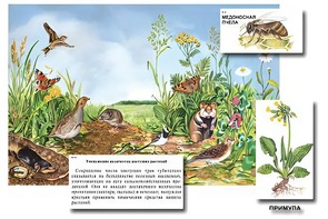Магнитный плакат-аппликация "Луг: биоразнообразие и взаимосвязи в сообществе" - fgospostavki.ru - Яблоновский
