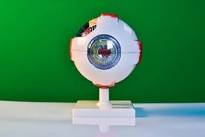 Модель глаза - fgospostavki.ru - Яблоновский