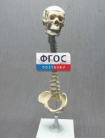 Модель "Позвоночник с черепом и тазом" - fgospostavki.ru - Яблоновский