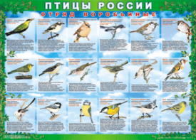 Комплект таблиц "Птицы России (4 листа)" (100х140 сантиметров, винил) - fgospostavki.ru - Яблоновский