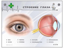 Интерактивный стенд "Строение глаза" - fgospostavki.ru - Яблоновский