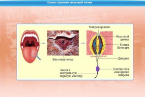 Интерактивные курсы. Биология 10 класс. Расширенный. - fgospostavki.ru - Яблоновский