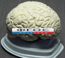 Модель "Мозг в разрезе" (белый) - fgospostavki.ru - Яблоновский