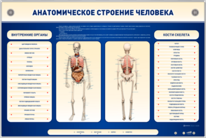 Электрифицированный стенд-тренажер c макетом скелета "Анатомическое строение человека" - fgospostavki.ru - Яблоновский