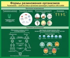 Стенд "Формы размножения организмов" - fgospostavki.ru - Яблоновский