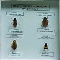 Коллекция энтомологическая "Представители отряда насекомых" - fgospostavki.ru - Яблоновский