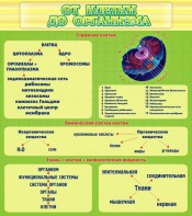 Стенд "От клетки до организма" - fgospostavki.ru - Яблоновский