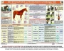 Комплект плакатов "Служебное коневодство" - fgospostavki.ru - Яблоновский