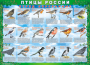 Комплект таблиц "Птицы России (4 листа)" (100х140 сантиметров, винил) - fgospostavki.ru - Яблоновский