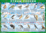 Комплект таблиц "Птицы России (4 листа)" (100х140 сантиметров, винил) - fgospostavki.ru - Яблоновский